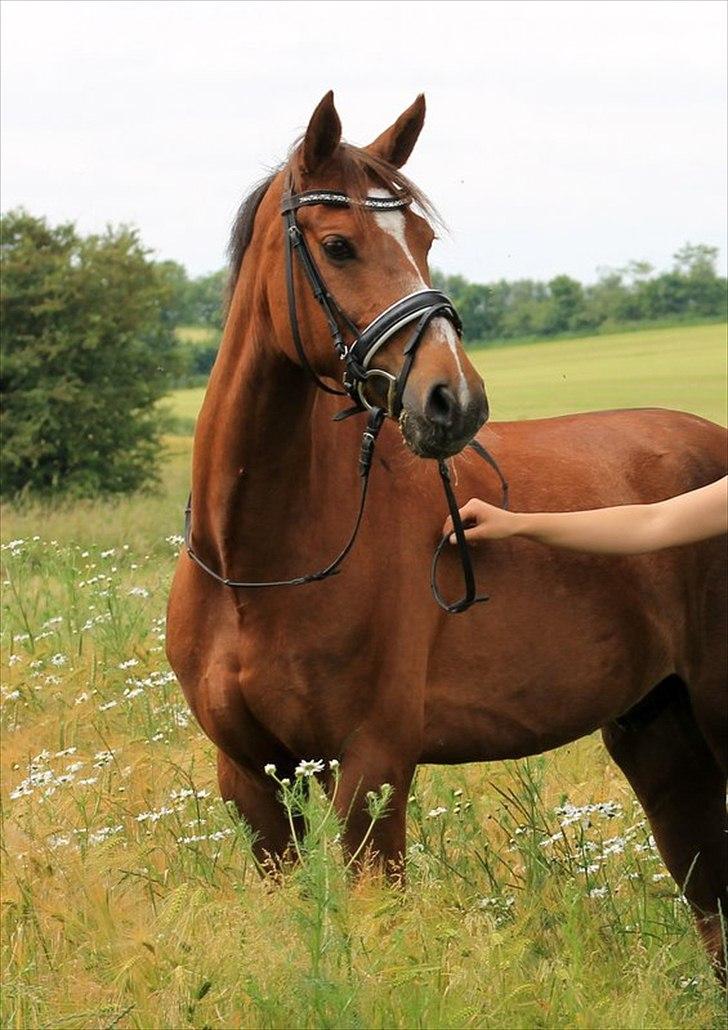 Welsh Partbred (Sec F) De Wijk's Aislin B PONY - I denne verden er du måske kun et dyr, men for mig, kan du betyde en hel verden til forskel. billede 1