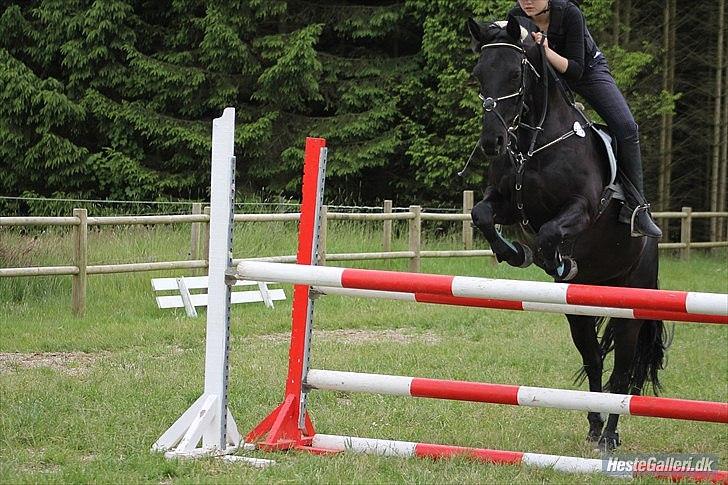 Anden særlig race Medomgårds Malle (Pensioneret) billede 11