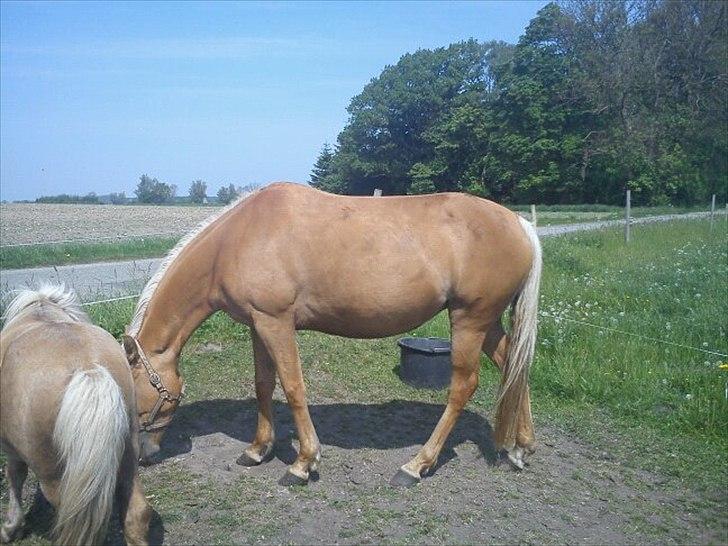 Palomino Tania Bambini - Star a maj 2 mdr (6uger tilbage)  billede 18