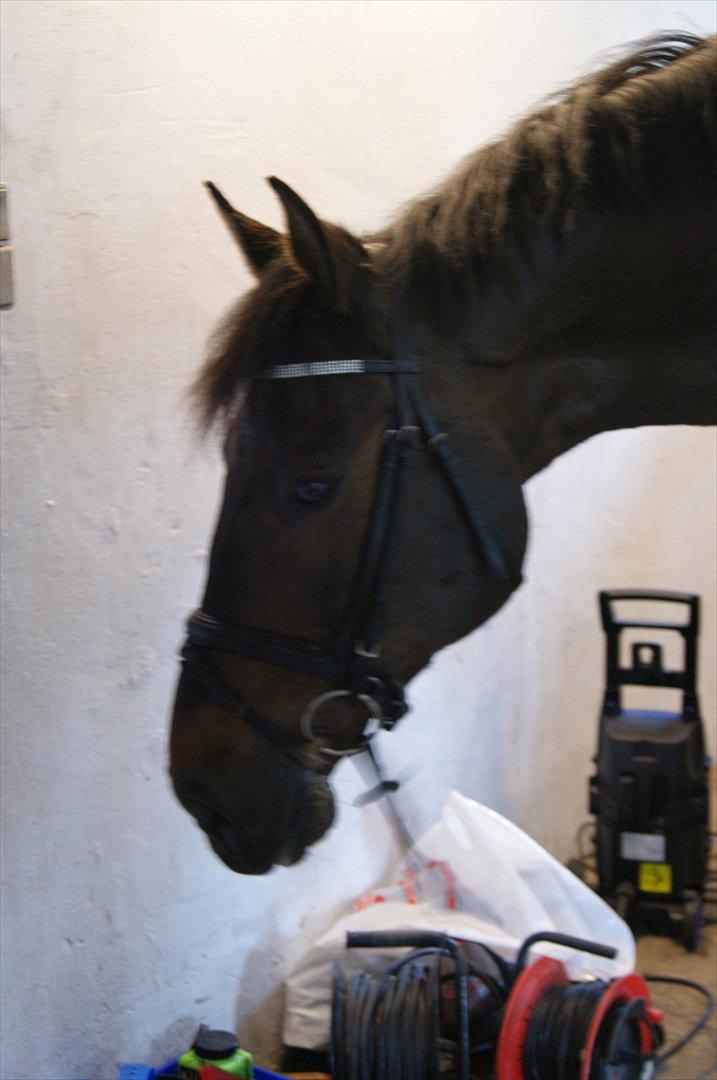 Dansk Varmblod Amarone (Lillebror) billede 1