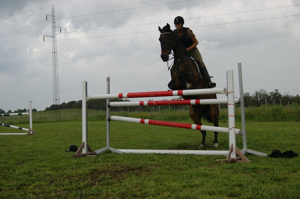 Dansk Varmblod Amarone (Lillebror) billede 2