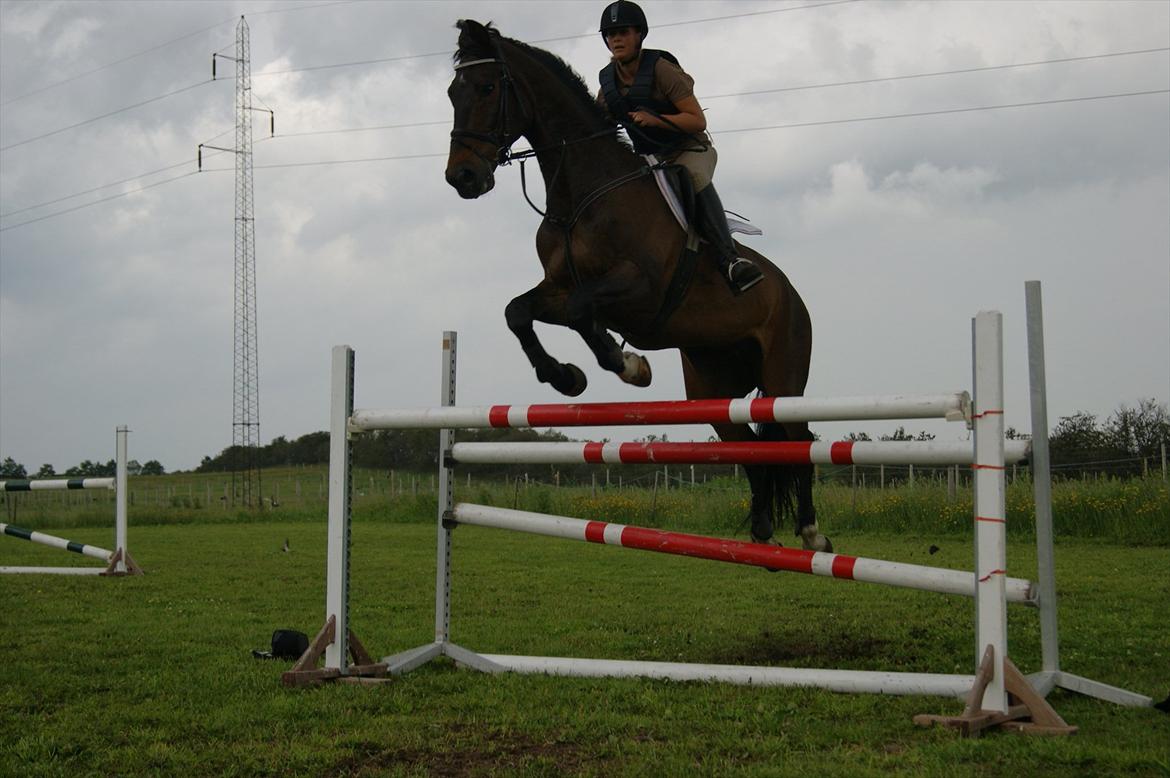 Dansk Varmblod Amarone (Lillebror) billede 3