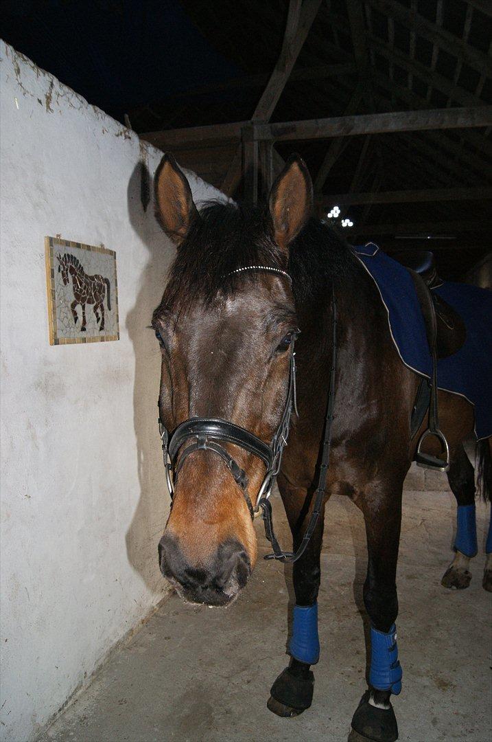 Dansk Varmblod Amarone (Lillebror) billede 4