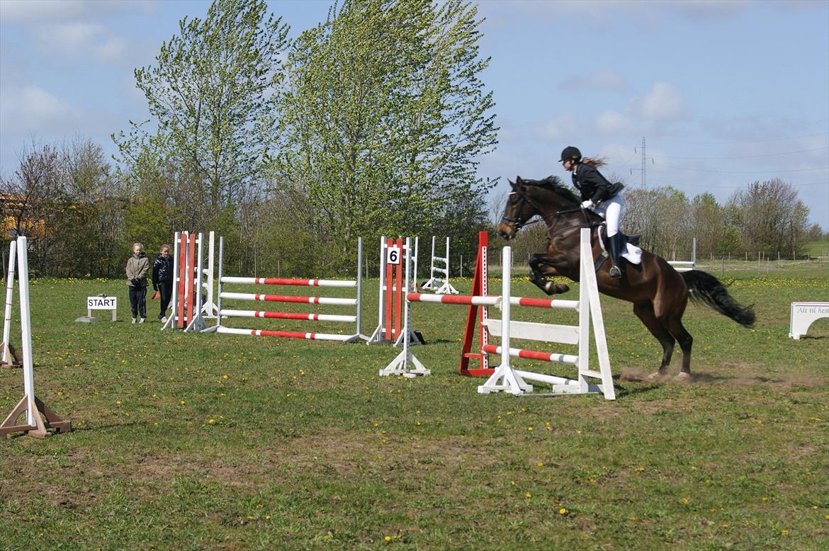 Dansk Varmblod Amarone (Lillebror) billede 5