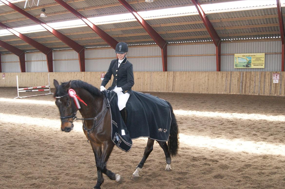 Dansk Varmblod Amarone (Lillebror) billede 6