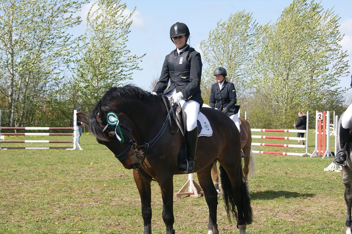 Dansk Varmblod Amarone (Lillebror) billede 7