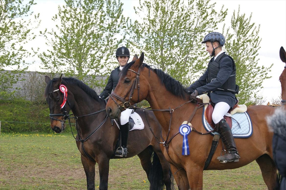 Dansk Varmblod Amarone (Lillebror) billede 8