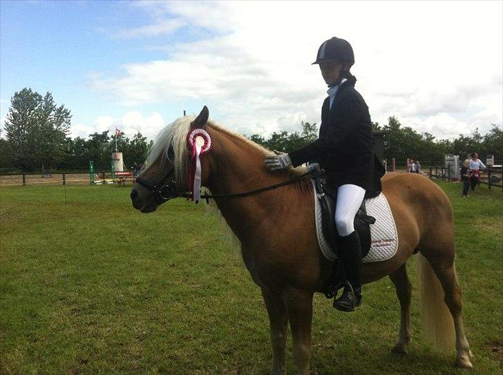 Haflinger Amadeos AVLHINGST - mit første LA 1 program   billede 13