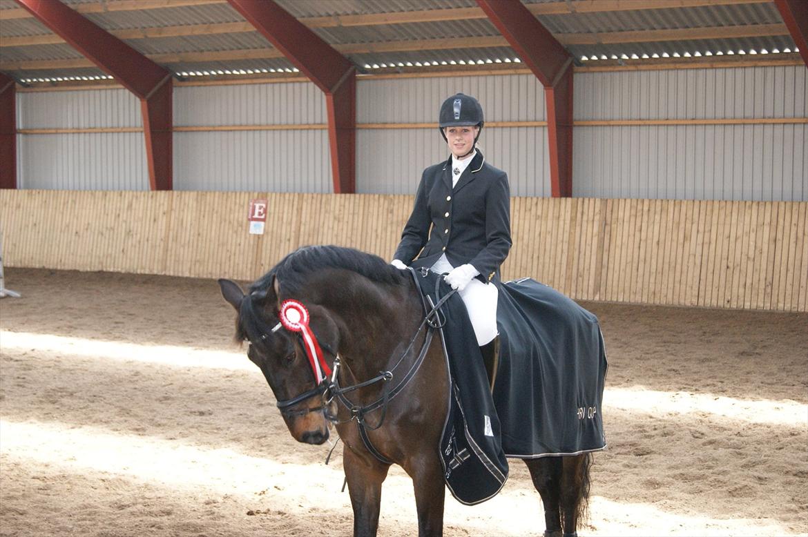 Dansk Varmblod Amarone (Lillebror) billede 9