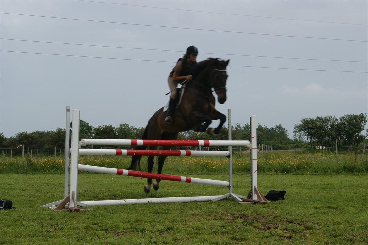 Dansk Varmblod Amarone (Lillebror) billede 10