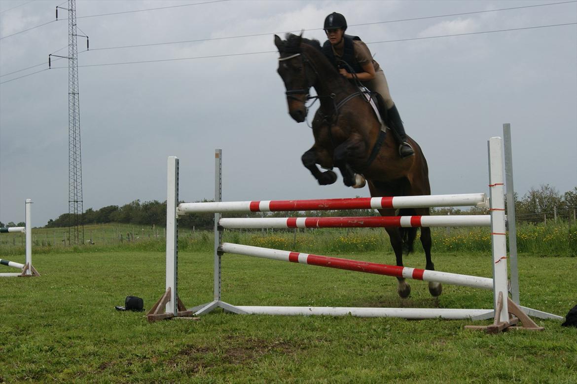 Dansk Varmblod Amarone (Lillebror) billede 11