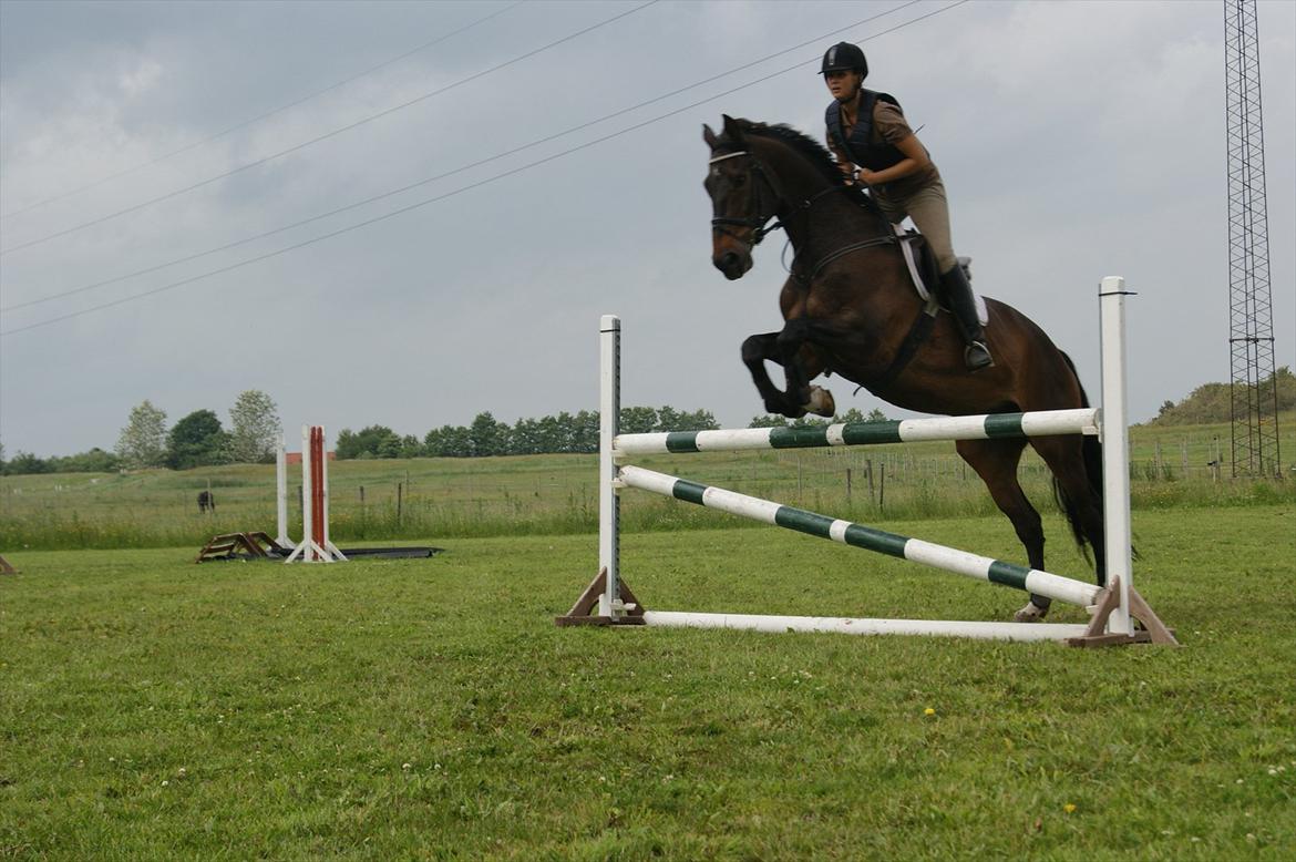 Dansk Varmblod Amarone (Lillebror) billede 12