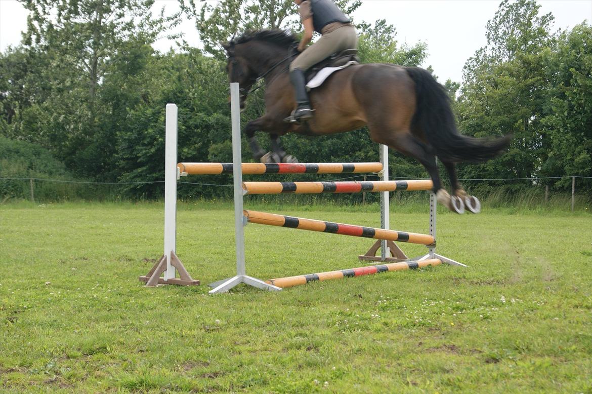 Dansk Varmblod Amarone (Lillebror) billede 13