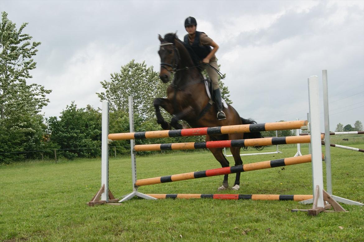 Dansk Varmblod Amarone (Lillebror) billede 14