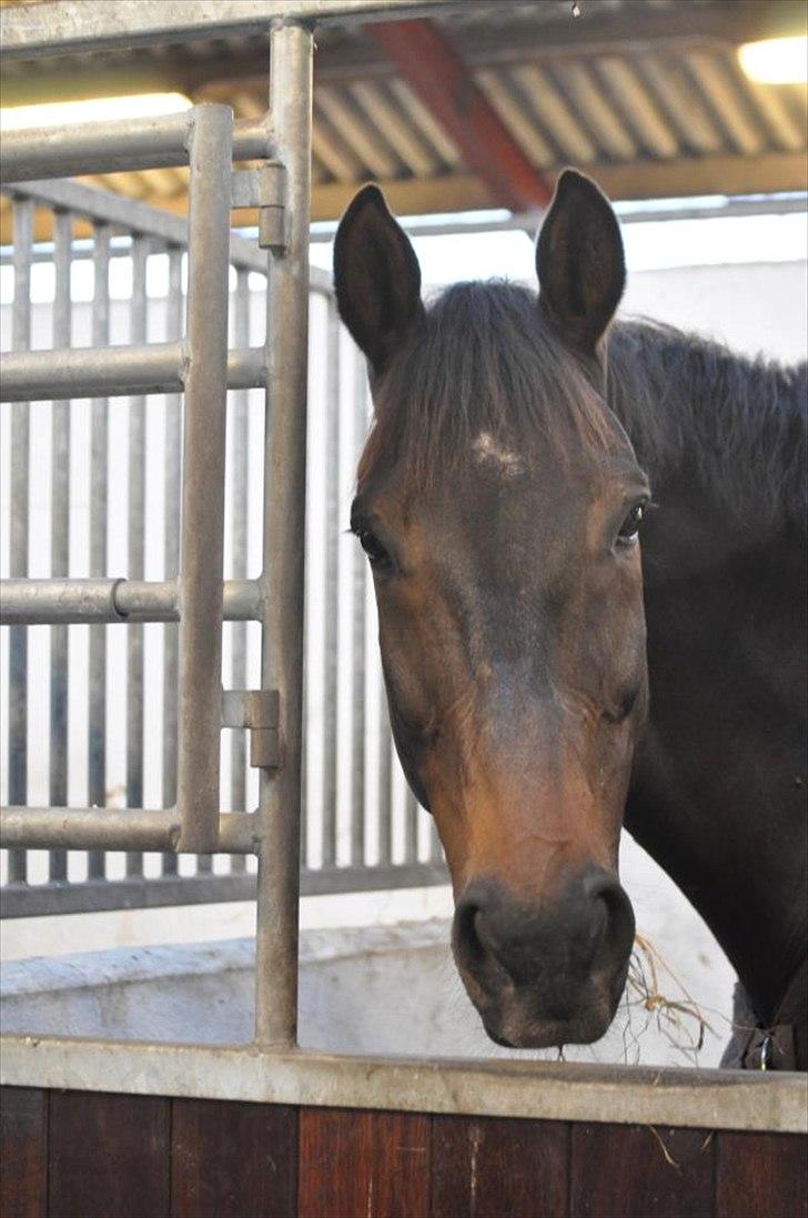 Dansk Varmblod Amarone (Lillebror) billede 15