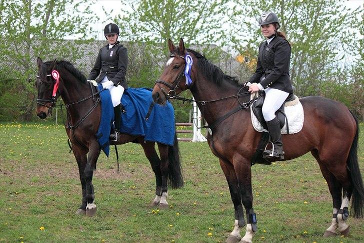 Dansk Varmblod Amarone (Lillebror) billede 16