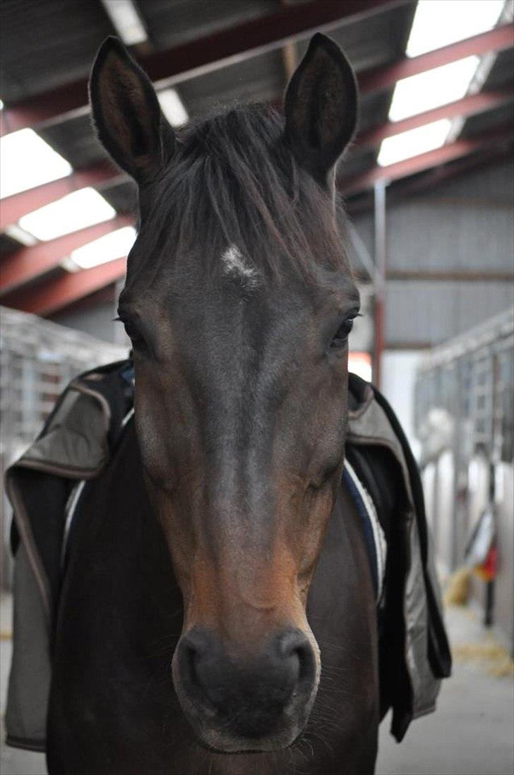 Dansk Varmblod Amarone (Lillebror) billede 17