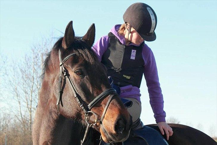 Dansk Varmblod Amarone (Lillebror) billede 18