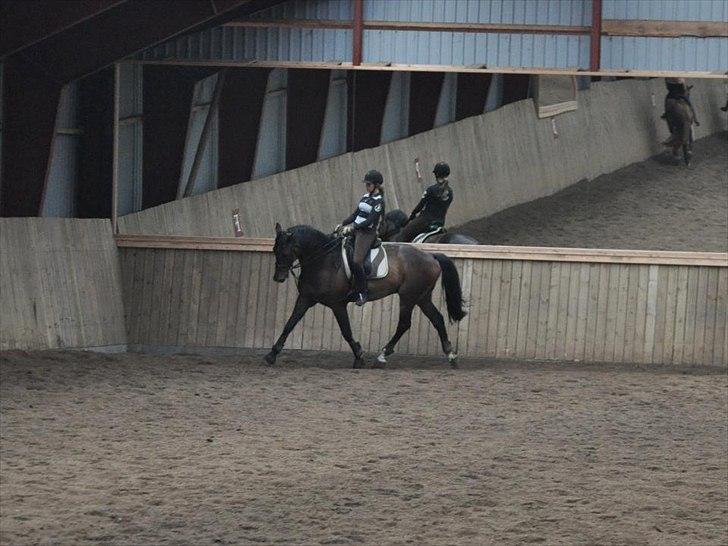 Dansk Varmblod Amarone (Lillebror) billede 19