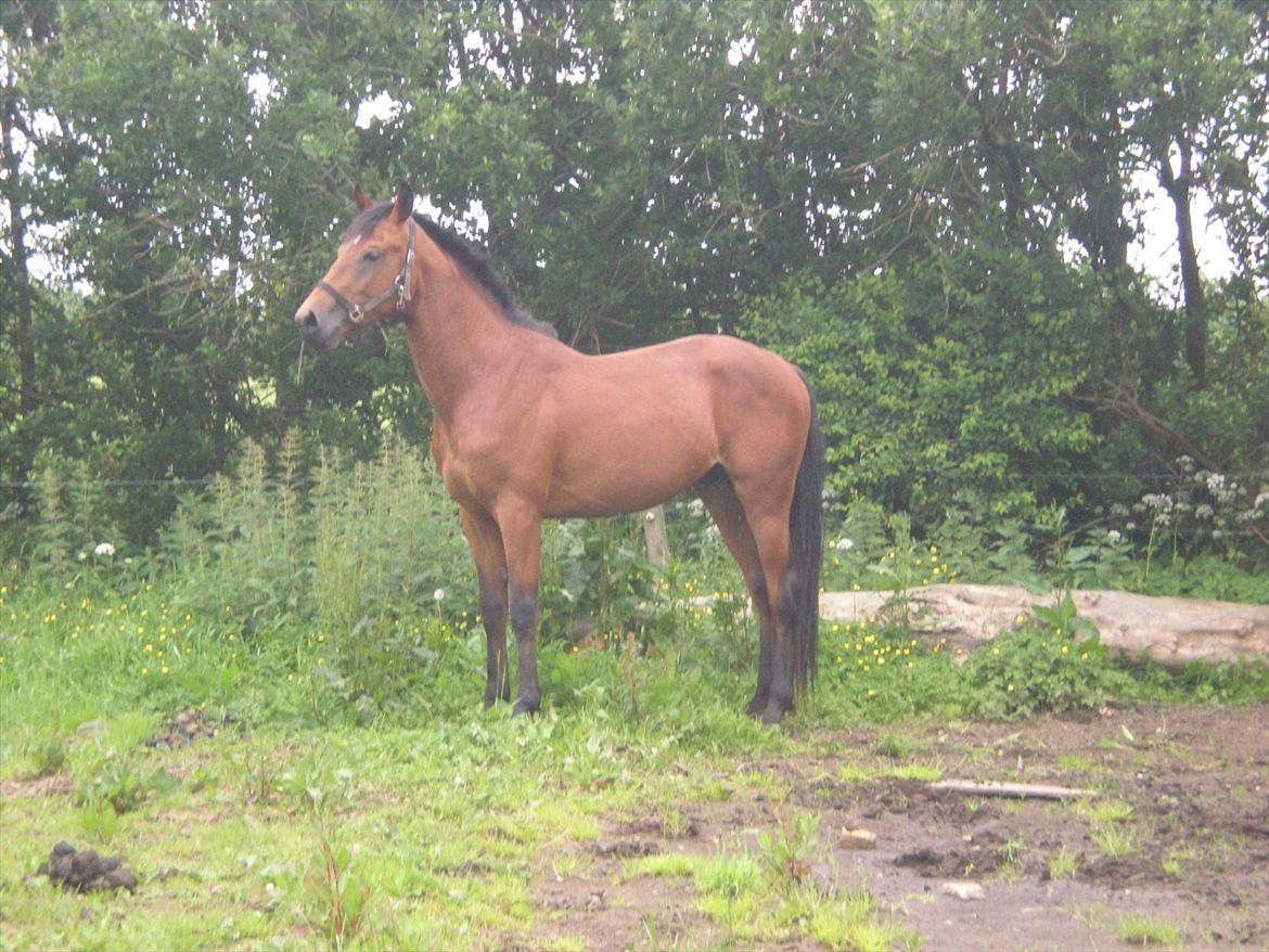 Anden særlig race Stald carola´s  cassidy  Solgt - 2 års hingst hos hans ejer. billede 19