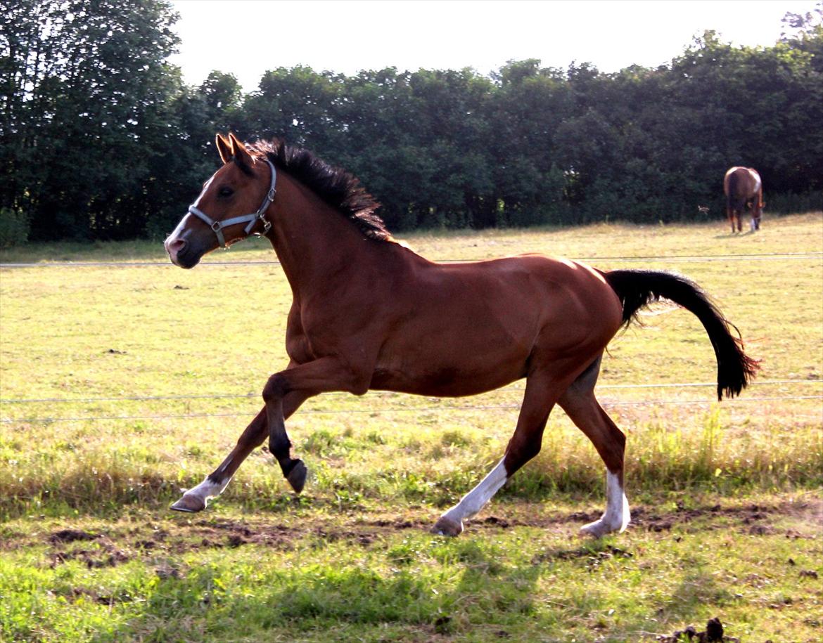 Hollandsk Sportspony Garfield - En glad pony i fuld gallop på folden! :-D billede 10