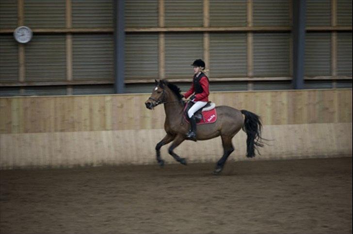 Anden særlig race Kildegårdens Socky - Mig og Socky's sidste stævne sammen, Vi startede som hest 80 og 90 cm. (i samme klasse) og vandt :-) Du er verdens bedste! billede 12