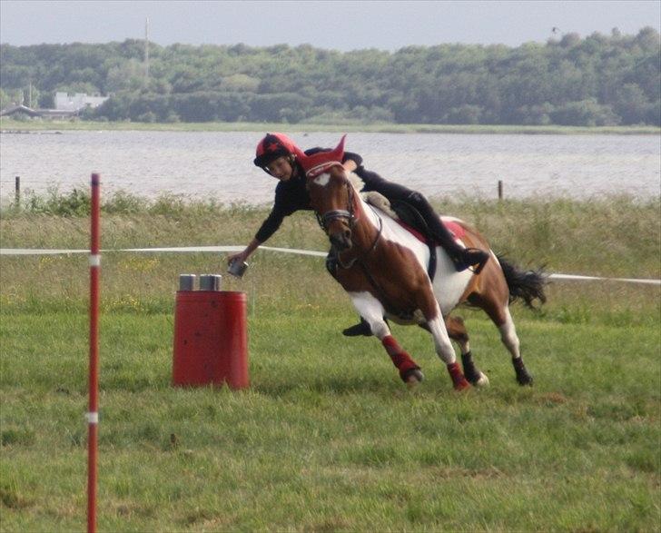 Anden særlig race Mille - DK pony cup 2012 med stine billede 12