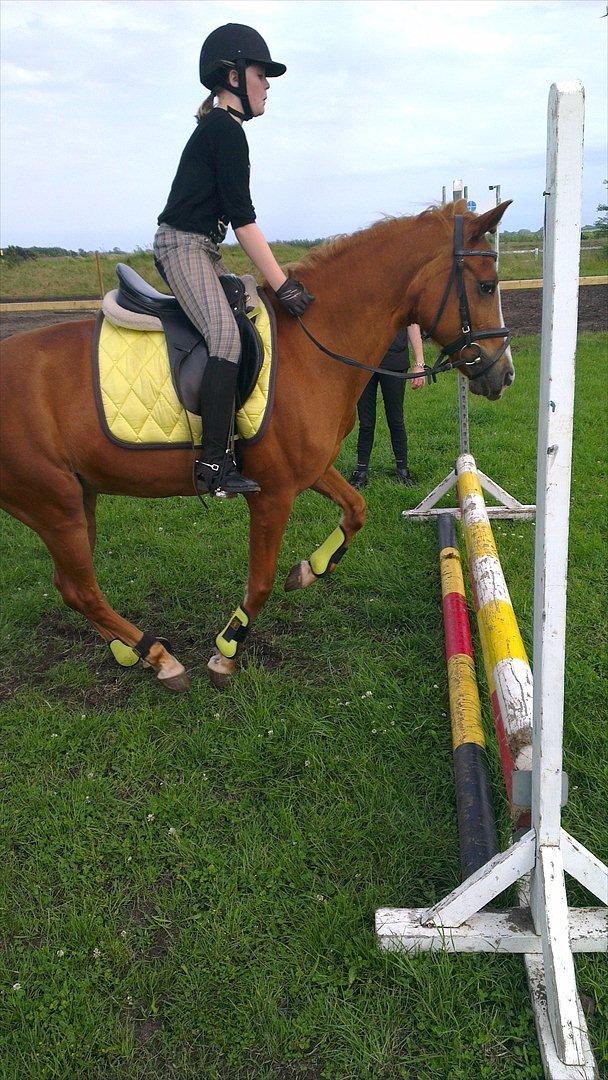 Tysk Sportspony Delphine aka. Delle.<3 - Elsker dig Delphine!!! - I <3 U :-* billede 3