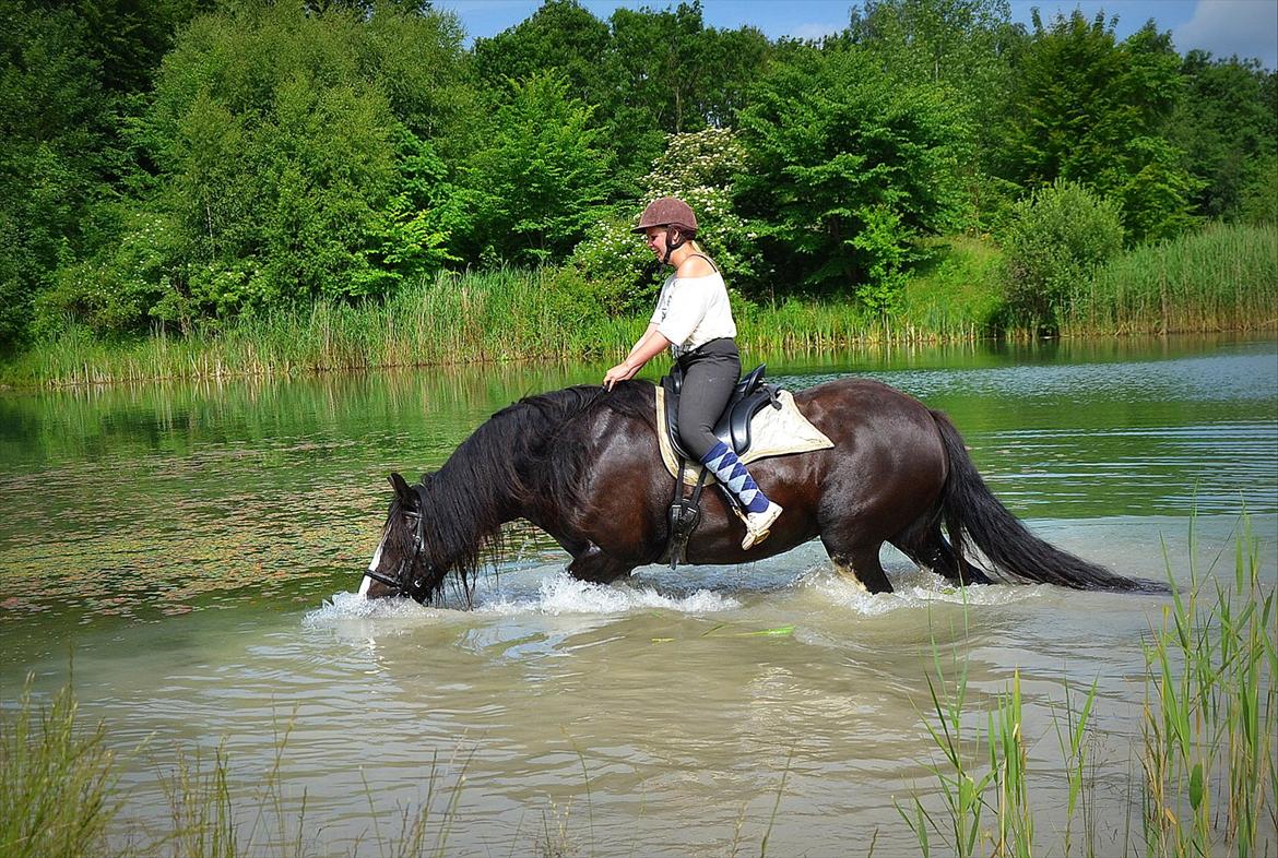 Irish Cob Lady Giga Of Ireland billede 45