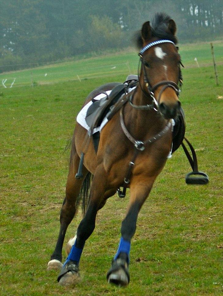 DSP Mirain Charming - Løber lige en tur rundt på banen alene ;b billede 6