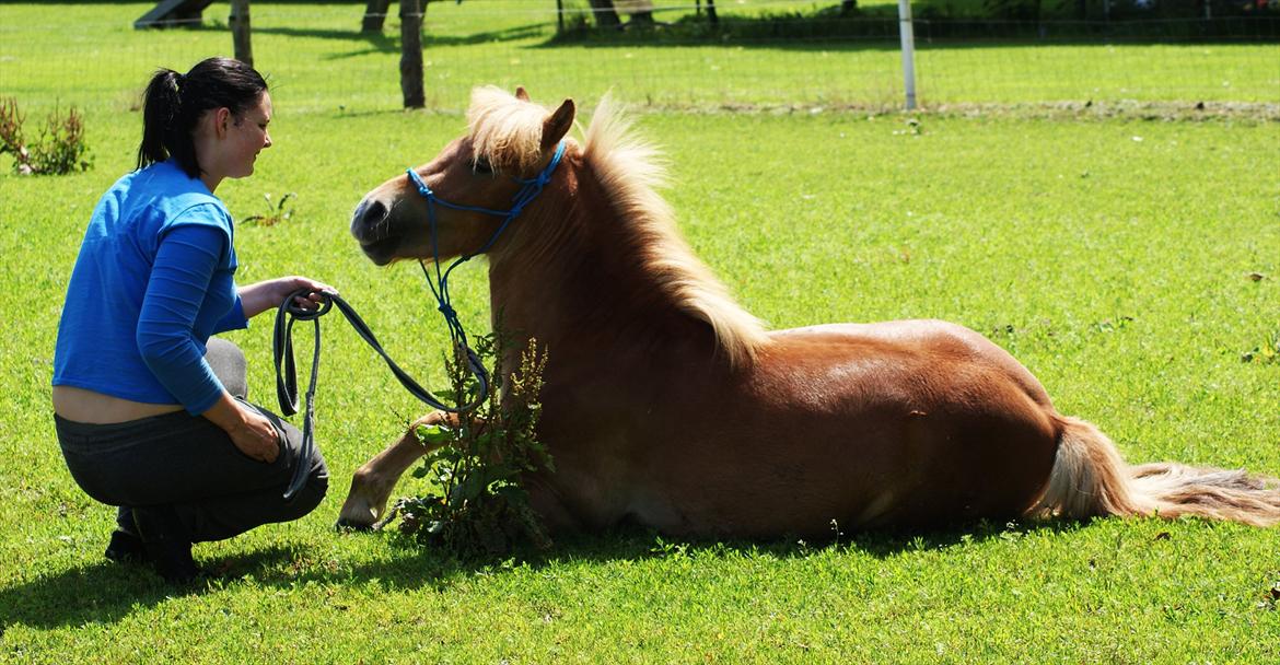 Shetlænder | Skovly's Balou - På billedet her viser vi at Balou har lært at ligge ned på kommando, han er bare SÅ sej <3 billede 2