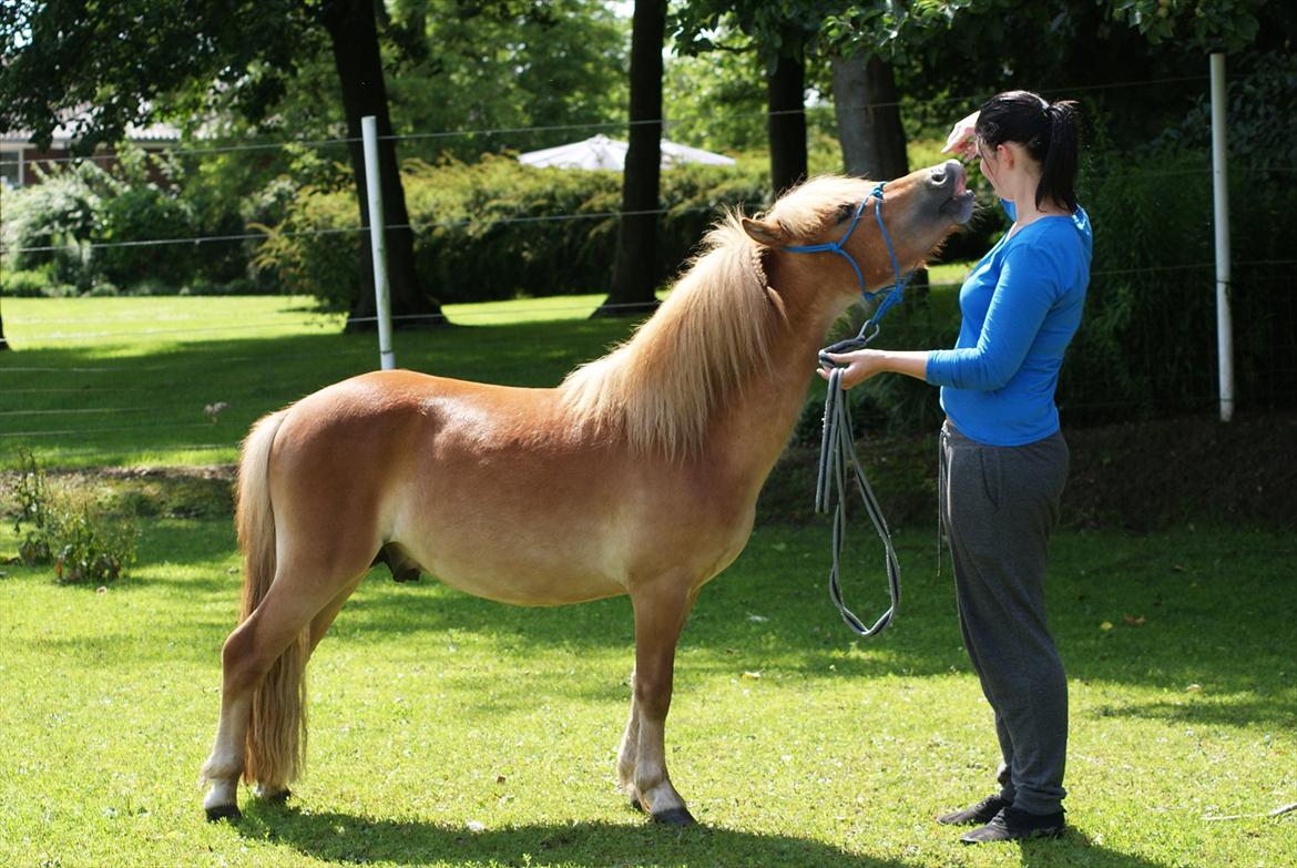 Shetlænder | Skovly's Balou - Se lige hvor flot han er blevet!  billede 9