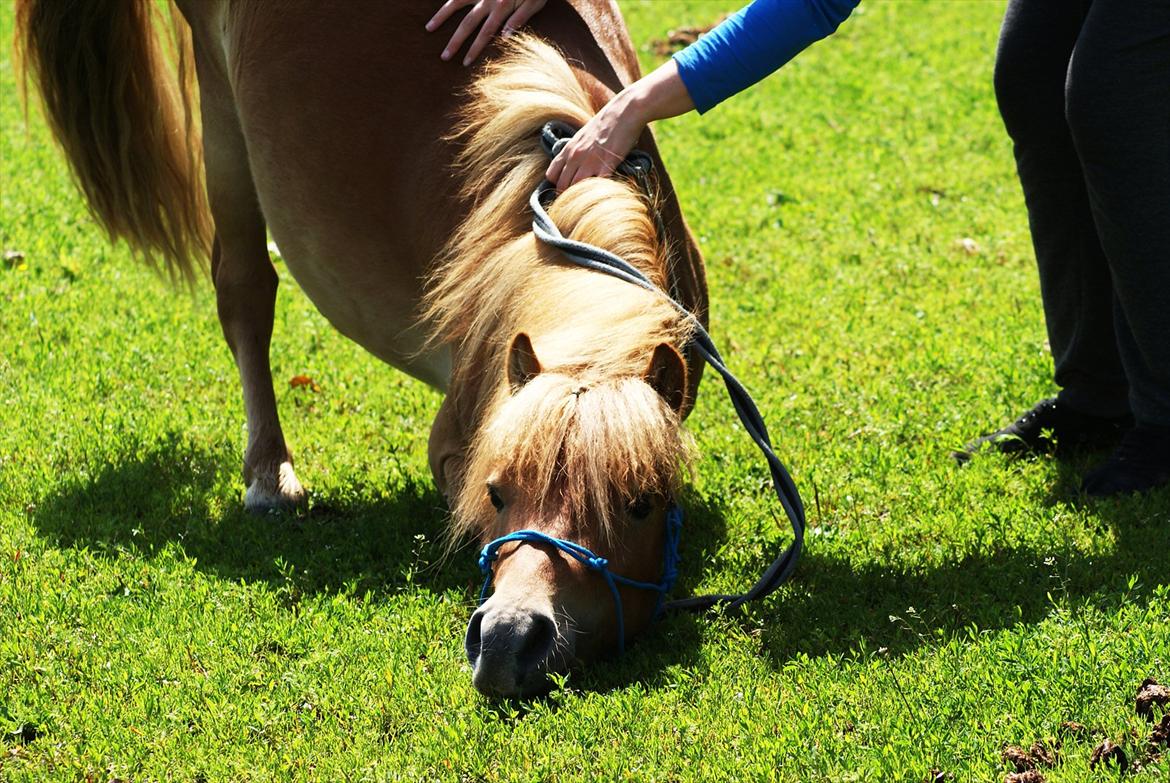 Shetlænder | Skovly's Balou - Elsker dig lille prut <3 billede 4