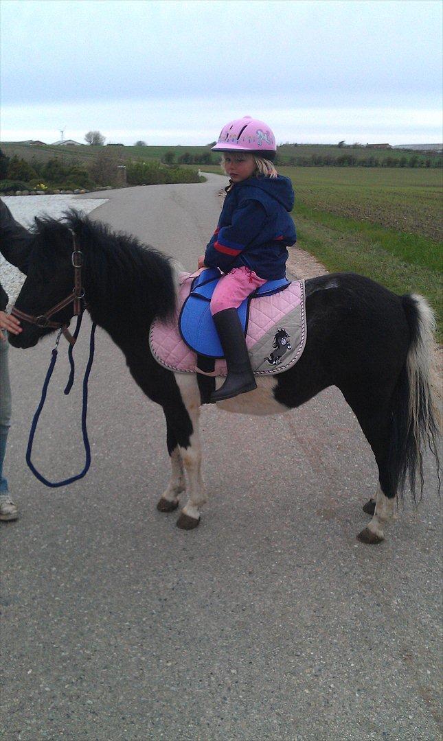 Shetlænder Cuty billede 1