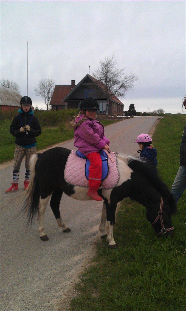 Shetlænder Cuty billede 2