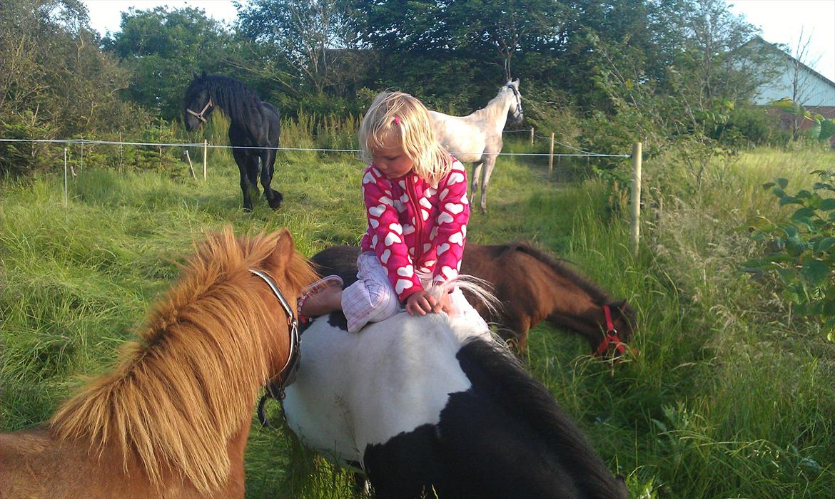 Shetlænder Cuty billede 3