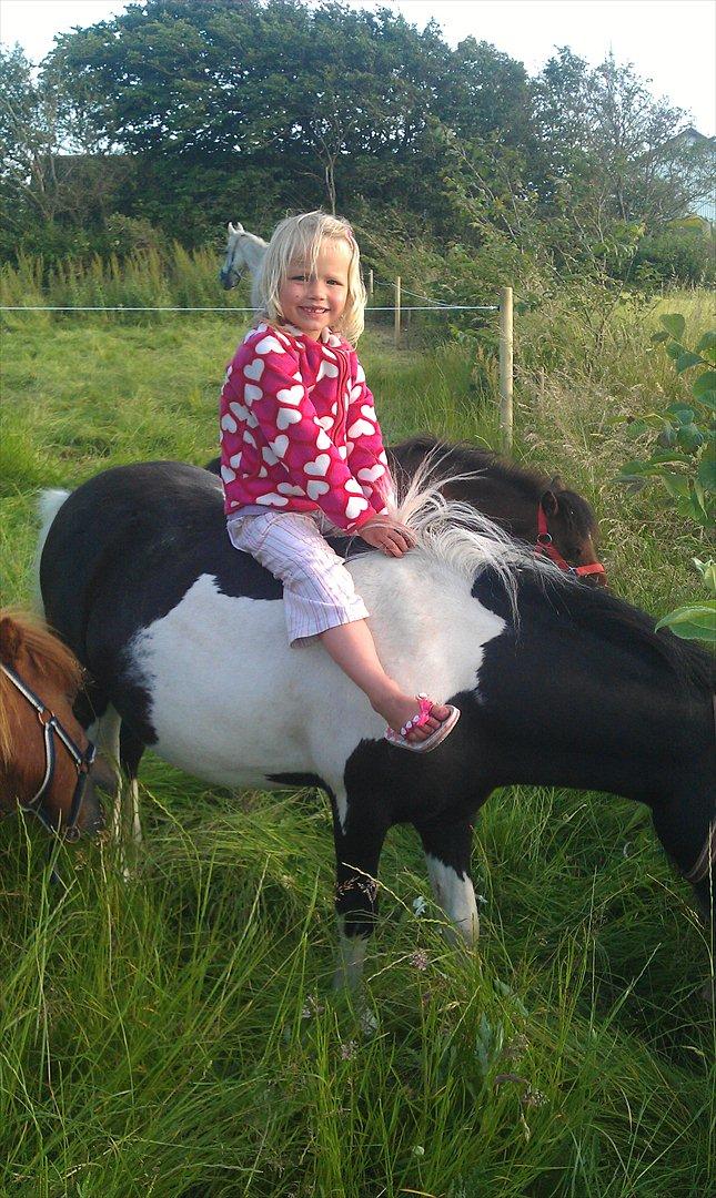 Shetlænder Cuty billede 4