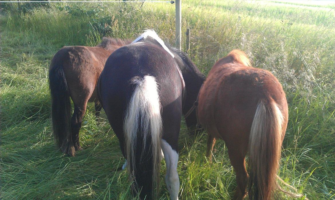 Shetlænder Cuty billede 5