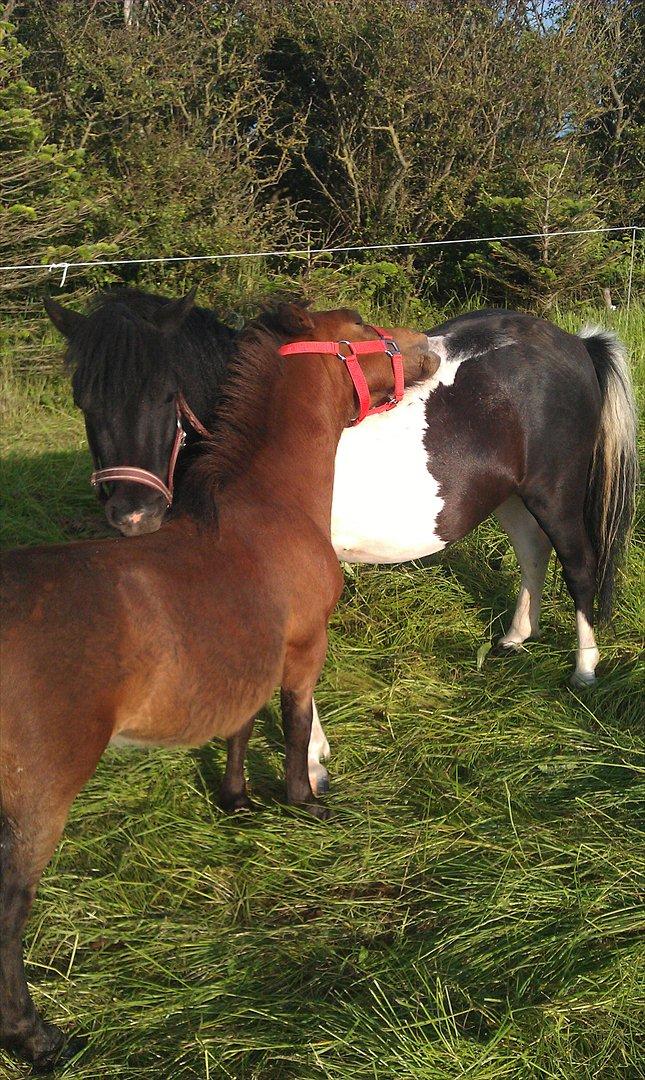 Shetlænder Cuty billede 6