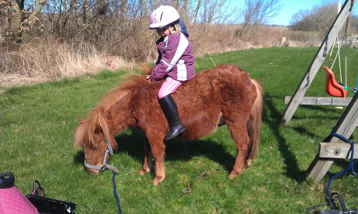 Shetlænder Bølle  billede 2