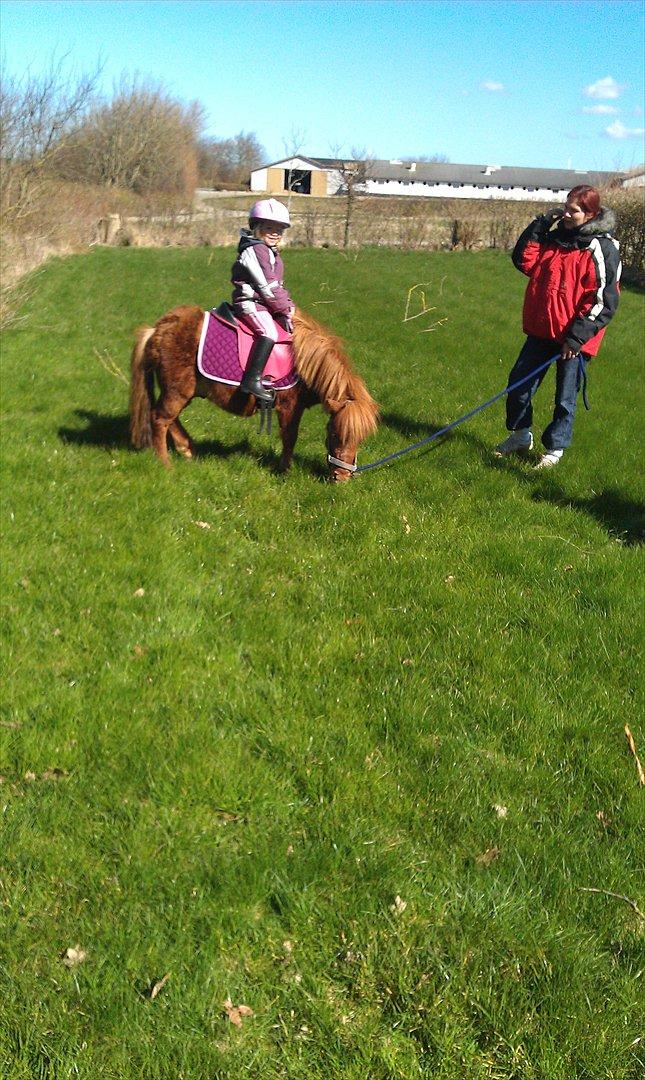 Shetlænder Bølle  billede 3