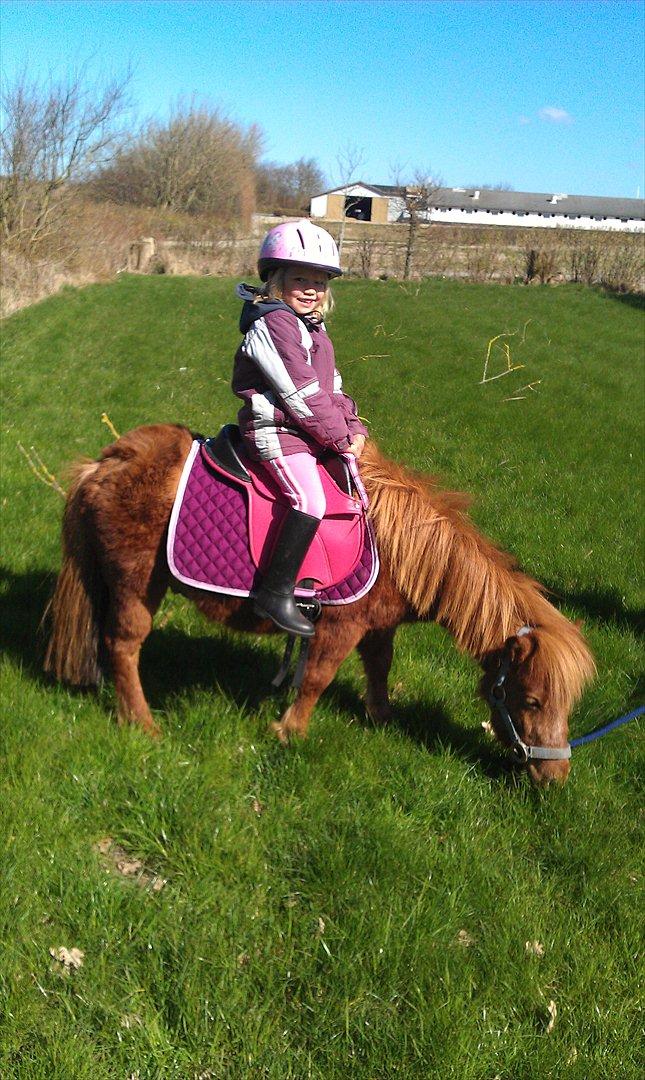 Shetlænder Bølle  billede 4