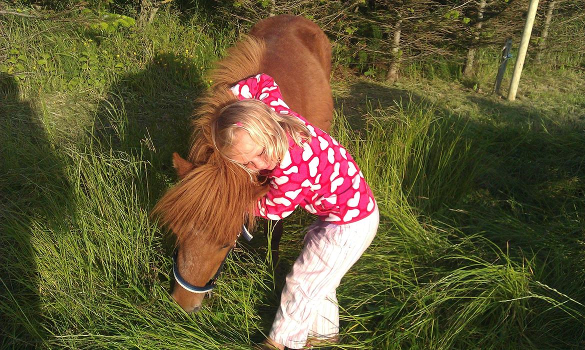 Shetlænder Bølle  billede 1