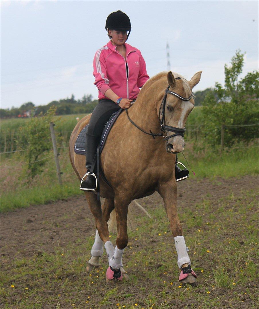 Palomino Barbi gold billede 16