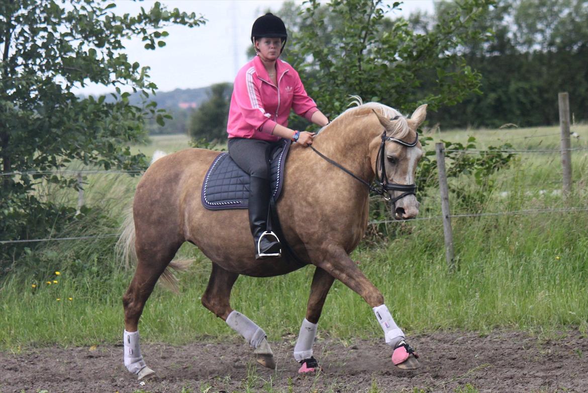 Palomino Barbi gold billede 17