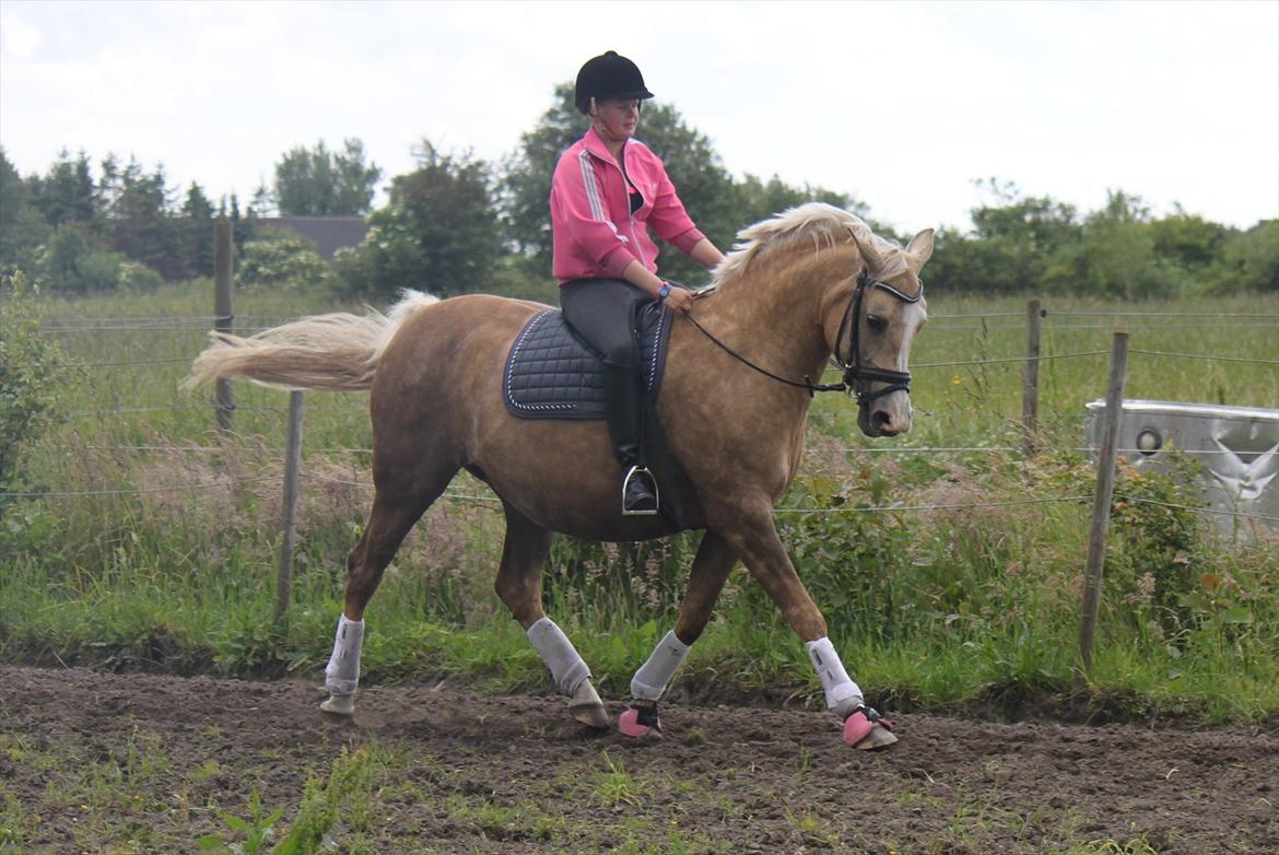 Palomino Barbi gold billede 18