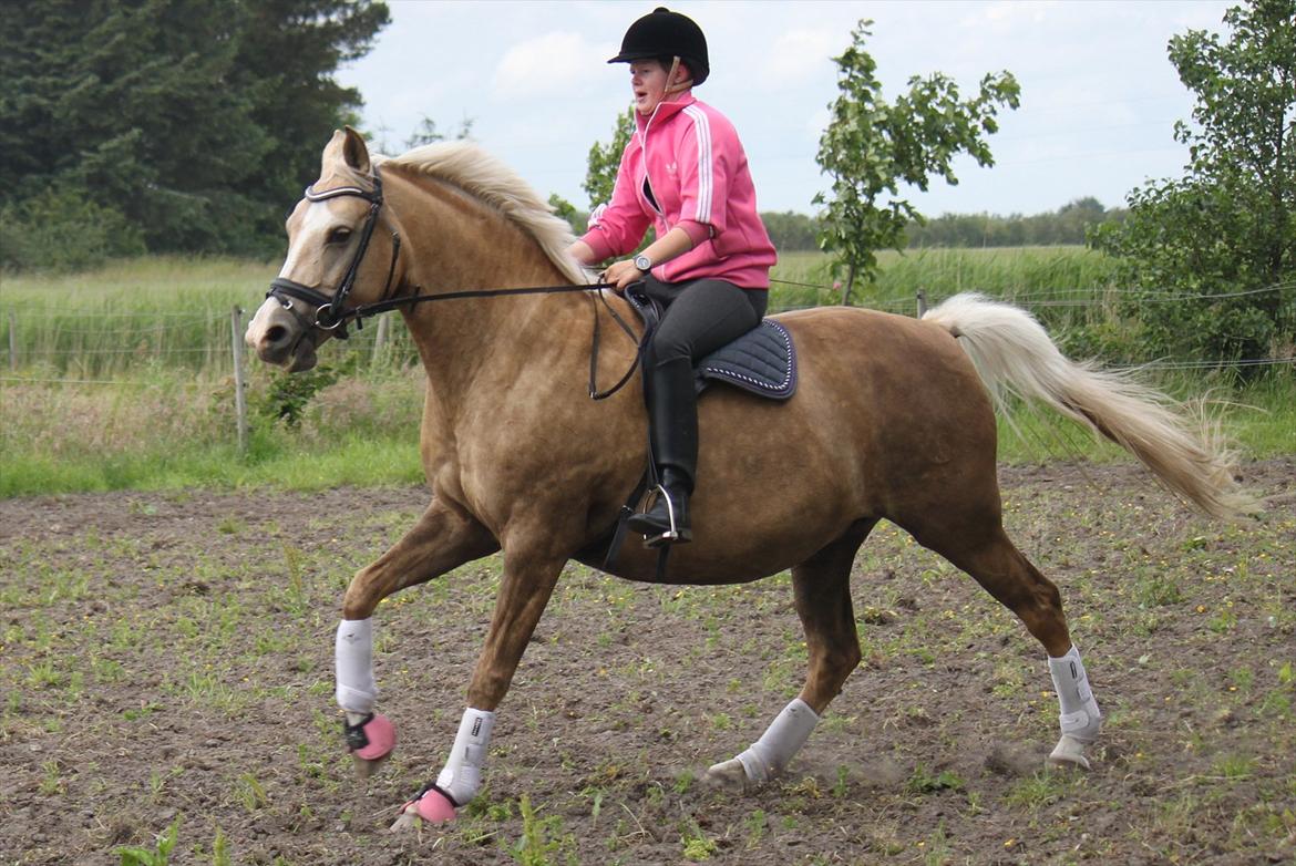 Palomino Barbi gold billede 19