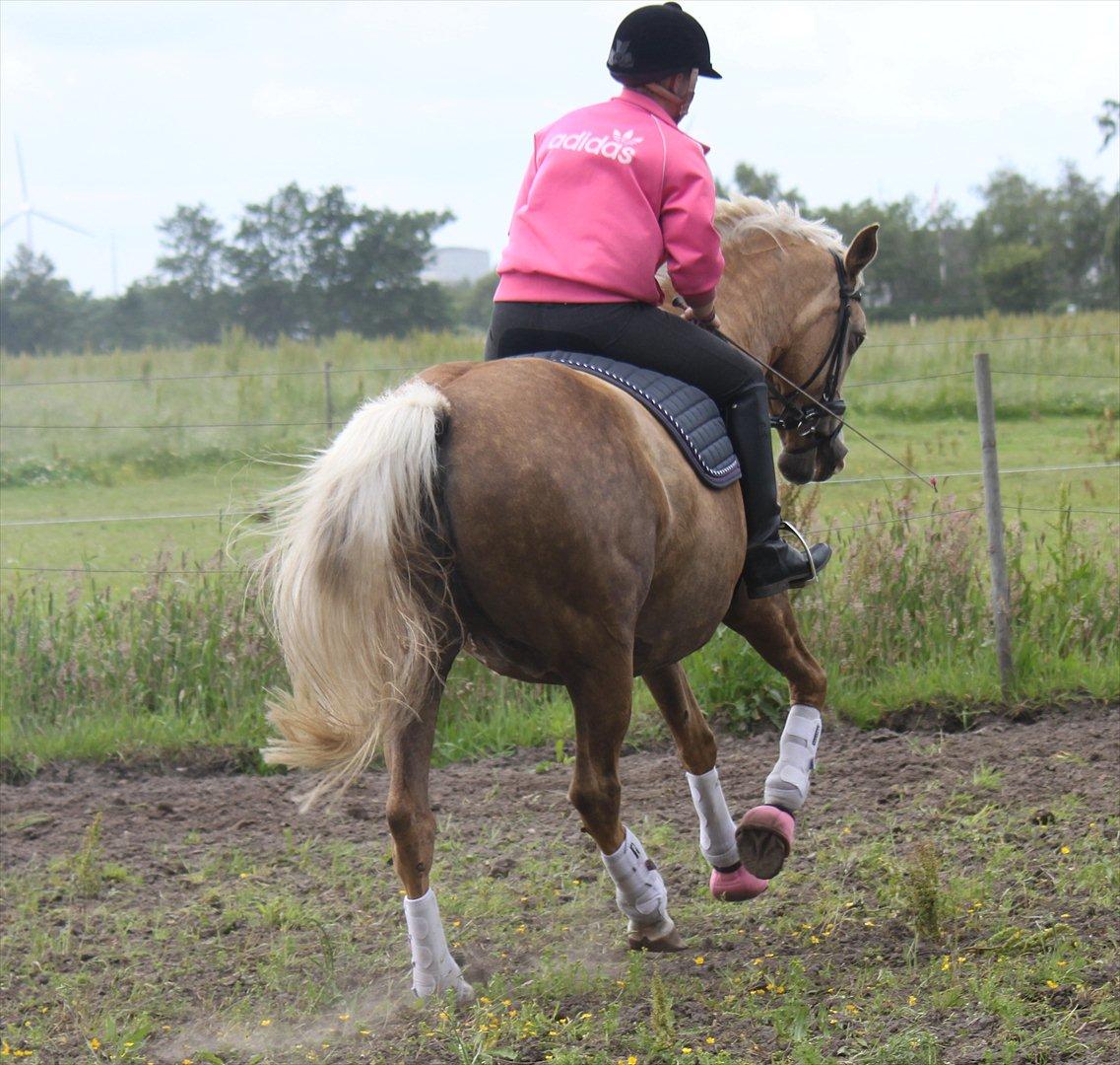 Palomino Barbi gold billede 20