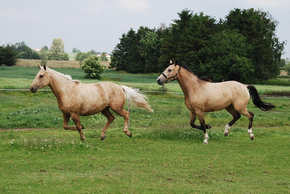Palomino Axélls Bette Davis - Folden med Cayenne den 30-06-2012..
Læg mærke til hvor ens de går begge to!! :D billede 14