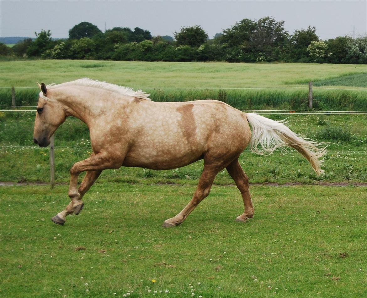 Palomino Axélls Bette Davis - Folden med Cayenne den 30-06-2012.. billede 16